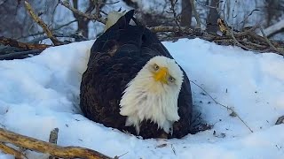 New MN DNR EagleCam to Start Streaming This Week  Lakeland News [upl. by Asila]