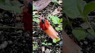 CRAZY STINKHORN FUNGUS looks dodgy 😂😂😂 paulstingray [upl. by Imailiv523]