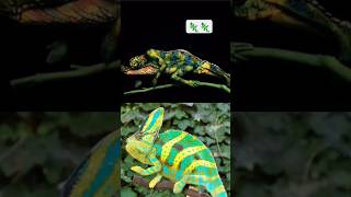 Lizard 🦎 Body paint Arts amazing shorts art painting [upl. by Yeldnarb]