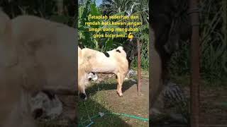 KAMBING KEPALA HITAM SUPER [upl. by Navy]