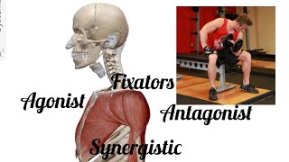 Group action of muscles  agonist antagonist synergistic amp fixators anatomy shortvideo viral [upl. by Baelbeer]