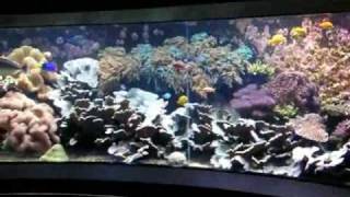 Giant 200° Panorama Tropical seawater reef tank  Salzwasserbecken  Aquazoo 4848 [upl. by Martelle907]