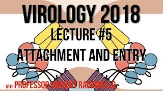 Virology Lectures 2018 5 Attachment and Entry [upl. by Earley]