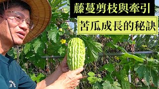 苦瓜多側芽常糾纏，需早剪蔓與牽引  阿星種植 [upl. by Arretal]