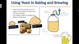 Using Yeast in Baking and Brewing 2016 IB Biology [upl. by Wade]