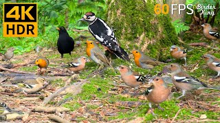 Cat TV for Cats to Watch 😺🐦‍⬛ The Cutest Birds in the Forest 🐿 8 Hours 4K HDR 60FPS [upl. by Kunz]