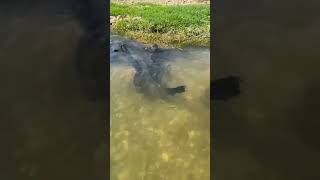 Fish In The River And Water Relaxing Sound relaxing watersounds shorts [upl. by Mathia788]