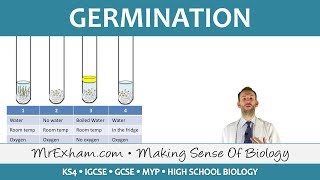 Plant reproduction  Germination  GCSE Biology 91 [upl. by Rains]