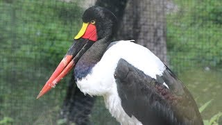 Zadelbekooievaars paringsdans  Jabirus dAfrique  Saddlebilled Stork Mating Dance  Pairi Daiza [upl. by Ezzo668]