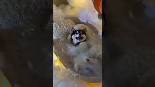 Shiba SPA Bubble bath in the clouds dogsoftvideo cute dog shiba shibainu [upl. by Maribelle]