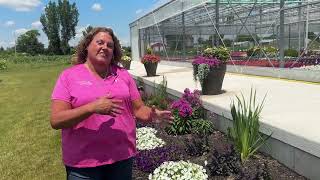 New Trial Garden with 2025 Proven Winner Perennials Update July 2024 [upl. by Jenni]