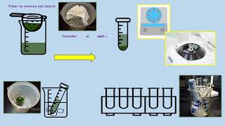 AQA A LEVEL BIOLOGY  REQUIRED PRACTICAL 8 PHOTOSYNTHESIS DEHYDROGENASE ACTIVITY [upl. by Emerej]