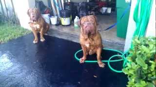 Stout Dogue de Bordeaux bathtime [upl. by Kirchner]