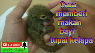 Cara memberi makan bayi tupai kelapa [upl. by Kra]