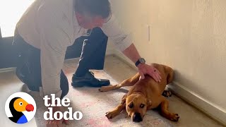 Guy Comes Home From Work With A Stray Dog  The Dodo [upl. by Wilt10]