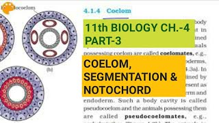 Class 11 BiologyCh4 Part3Coelomsegmentation amp notochordStudy with Farru [upl. by Isahella106]