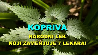 KOPRIVA  NARODNI LEK KOJI ZAMENJUJE 7 LEKARA [upl. by Pomfret]