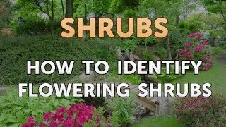 How to Identify Flowering Shrubs [upl. by Vernier372]