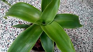 563  How to grow n care Medicinal Basket Plant Callisia fragrans Chain Plant Inch Plant 91117 [upl. by Estrellita]