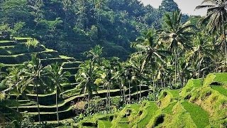 Tegalalang Rice Terrace [upl. by Billmyre353]