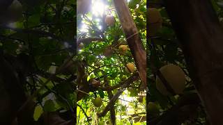 Notice Mein Paye Jaane wala mosambi🍍🍎fruitmosambi fruits Garden vrialvideo like share subscribe [upl. by Disraeli]