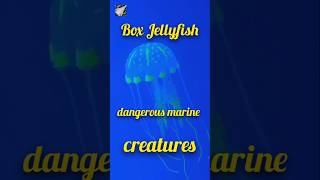 Box Jellyfish October2024pukhtanarelaxingworldsurvivingvlogs jellyfish [upl. by Enirehtak892]