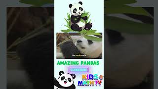 Panda Bears  Fun Animals For Kids  Panda Facts [upl. by Eive]