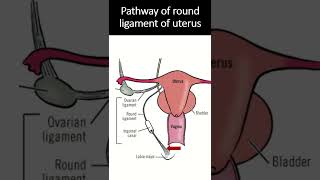 The ligament of uterus Round Ligament short uterus ligaments [upl. by Ariam187]