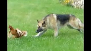 Big Dog Herding Chickens  funny attack [upl. by Retsevlys]