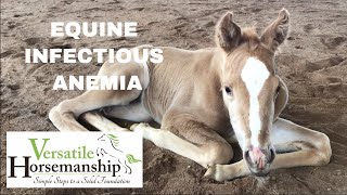 Equine Infectious Anemia  Coggins Test  Versatile Horsemanship [upl. by Roberson367]