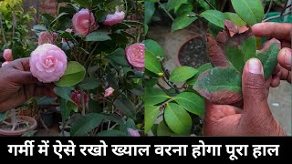 how to care camellia plant in summer season [upl. by Ginsburg26]