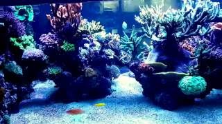 Musik on Master Reef Tank Aquarium Korallen Coral Rossmont ATI Hybrid SPS Schuran 19Month [upl. by Sikata300]