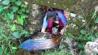 High quality water pearls are very bright and this pearl clam is so big [upl. by Ettinger]