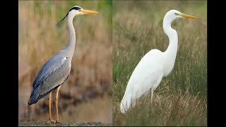 Heron vs egret whats the difference between these two leggy longnecked elegant birds [upl. by Marthe]