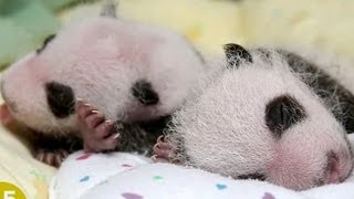 Double Pandamonium Zoo Atlantas New Twins [upl. by Viccora775]