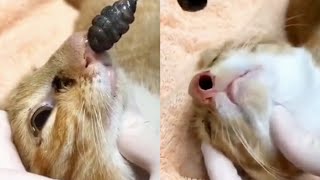 Satisfying Huge BotFly Maggot Removal from Inside A Cats Nose [upl. by Salesin]