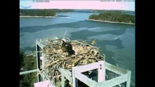 Seili Osprey Cam Ice breakup 2010 [upl. by Petromilli]