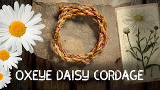 Oxeye Daisy Cordage  Cordage from foraged fibres  Ep 4 [upl. by Button]