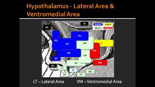 Hypothalamus  Lateral Area amp Ventromedial Area [upl. by Aseram]