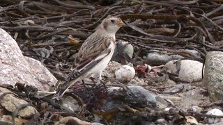 Snow Bunting Eastern Green beach Penzance Cornwall [upl. by Leddy]