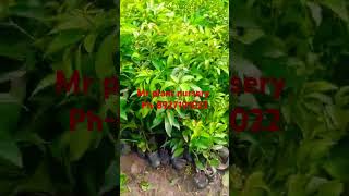 Mr plant nursery all plant available contact number 8927191022 [upl. by Atinob]