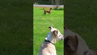 Loopie Howling at Siren dogs doglover dogshorts dogslife [upl. by Rawdin69]