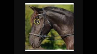 Explaining amp Understanding Bitless Bridles Hackamores Rope Halters amp Benefits For The Horse [upl. by Leiser]