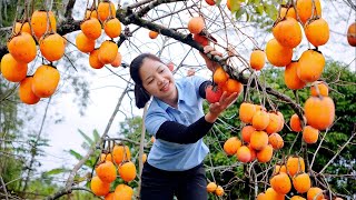 Harvesting Crispy Persimmons Goes To The Market Sell  Gardening  Cooking  Hanna Daily Life New [upl. by Allicserp]