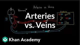 Arteries vs veinswhats the difference  Circulatory system physiology  NCLEXRN  Khan Academy [upl. by Osrick]