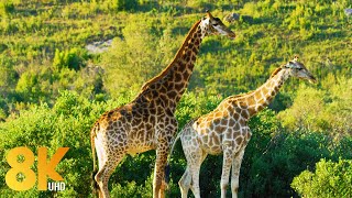 8K Wildlife of Gondwana Game Reserve Africa  7 HOURS of Amazing Wild Animals NO MUSIC [upl. by Kippie]