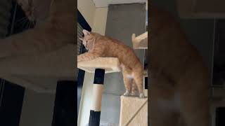 Sonny the Cat shows off superior sparring skills shorts catvideos catlover boxing [upl. by Dody308]