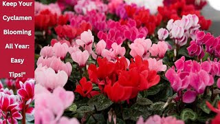 CYCLAMEN को PLANT मा वर्षैभरि फुल कसरी फुलाइराख्नु  त्यसको लागि हेर्नुहोस् यो भिडियो। [upl. by Cochran]