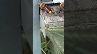 Japanese Honeybee Boldly Provokes Giant Hornet [upl. by Nerte]