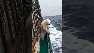 🐻‍❄️ Tiny Polar Bears Heartwarming Rescue 😍 PolarBearRescue WildlifeConservation ArcticAnimals [upl. by Atekin]